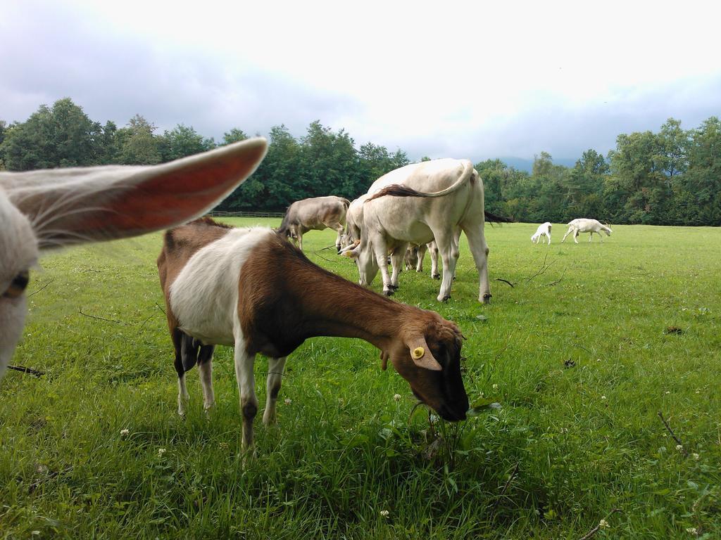 Agriturismo Cassinazza Orsenigo エクステリア 写真